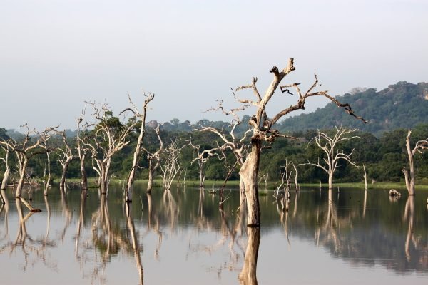 Yala-National-Park-site-icon-12