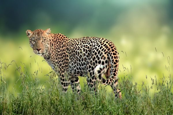 Yala-National-Park-site-icon-4
